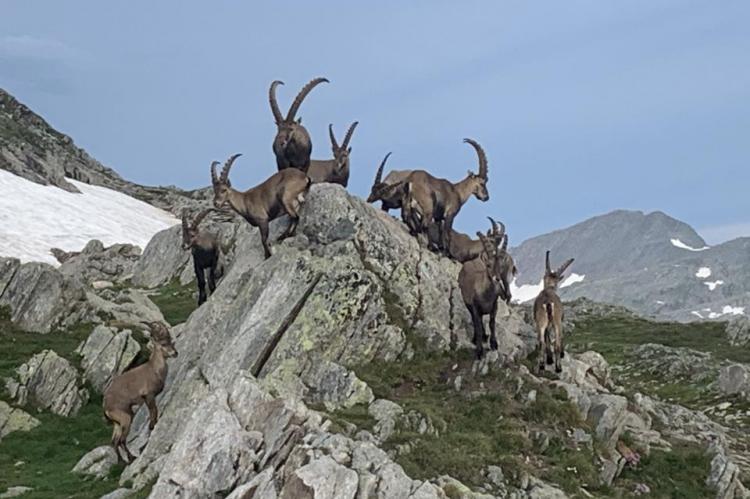 A la cabane Cadlimo